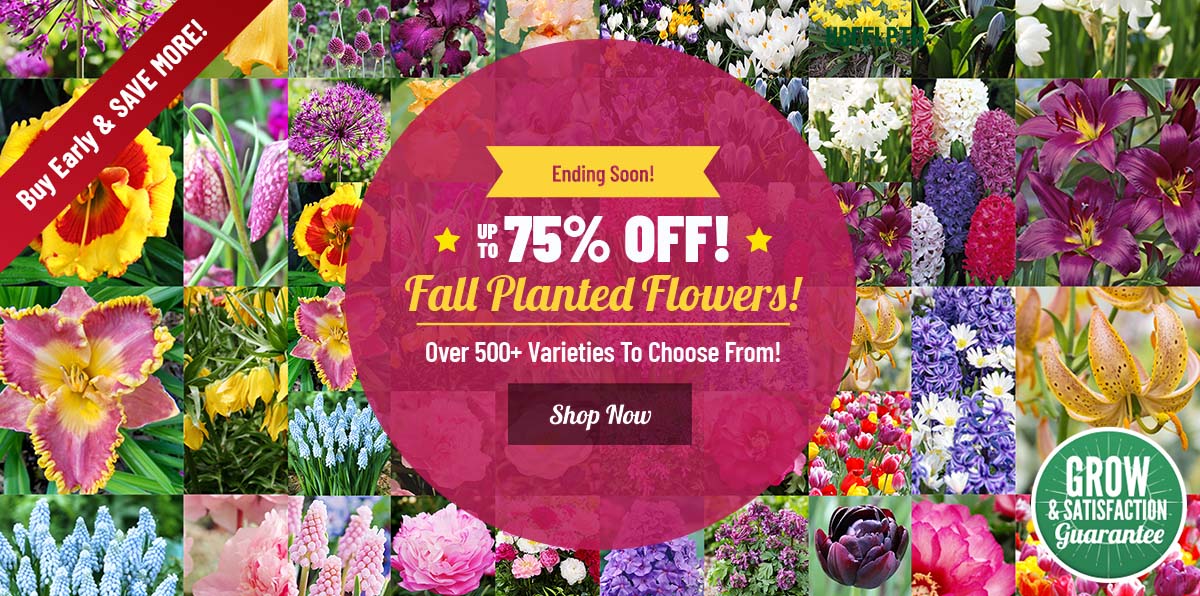 NOW Up To 75% OFF ALL Fall Planted Bulbs!