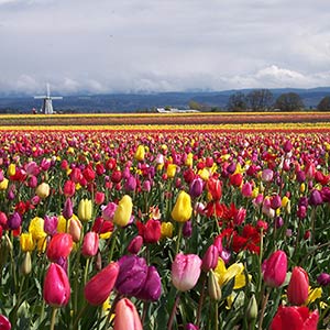 Tulip Field in Holland