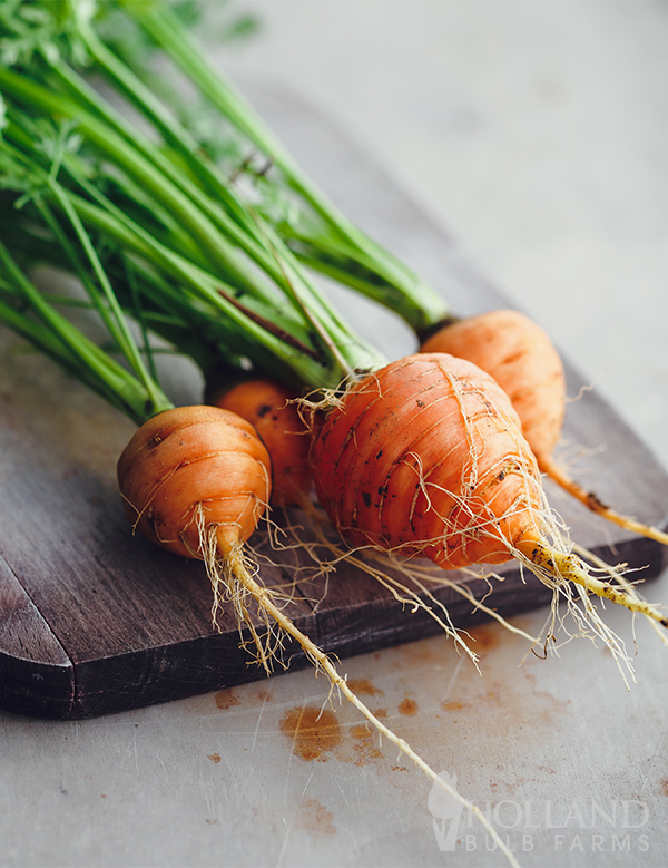 Carrot Round Seeds
