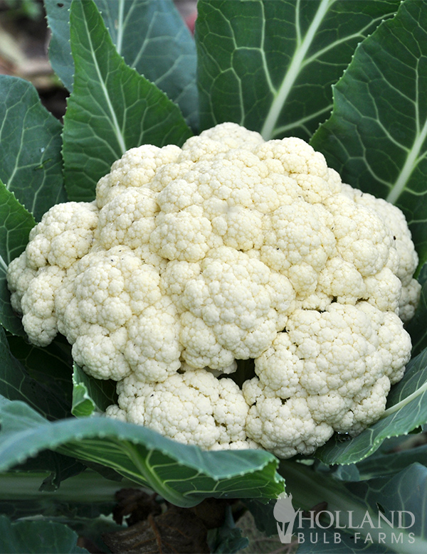 Cauliflower Seeds