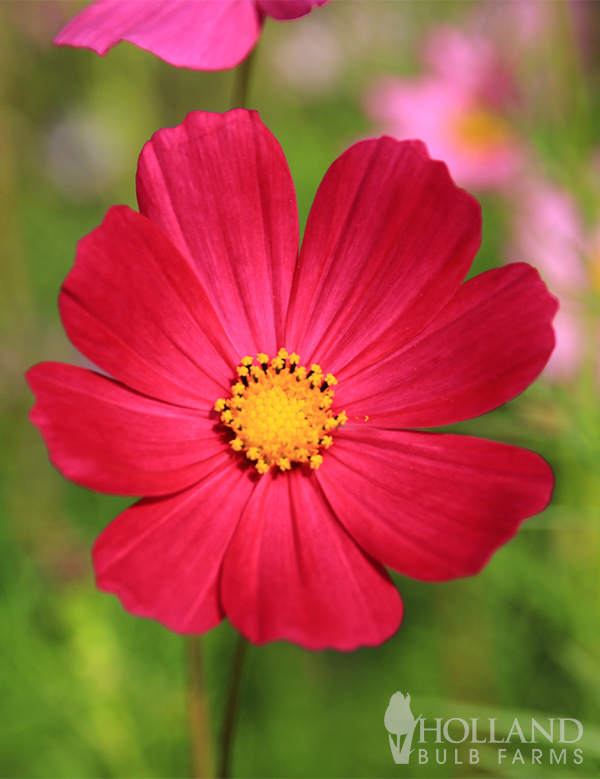 Cosmos Red Seeds
