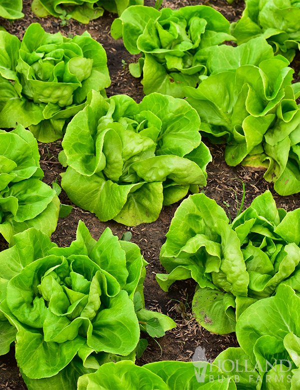 Lettuce Butterhead Seeds