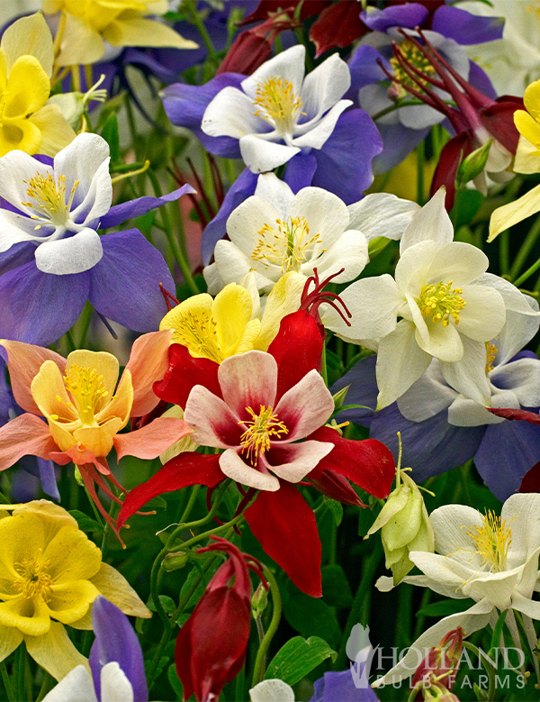Aquilegia Mix Seeds