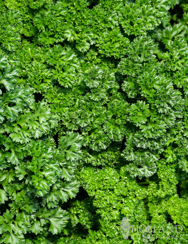 Parsley Moss Curled 2 Seeds
