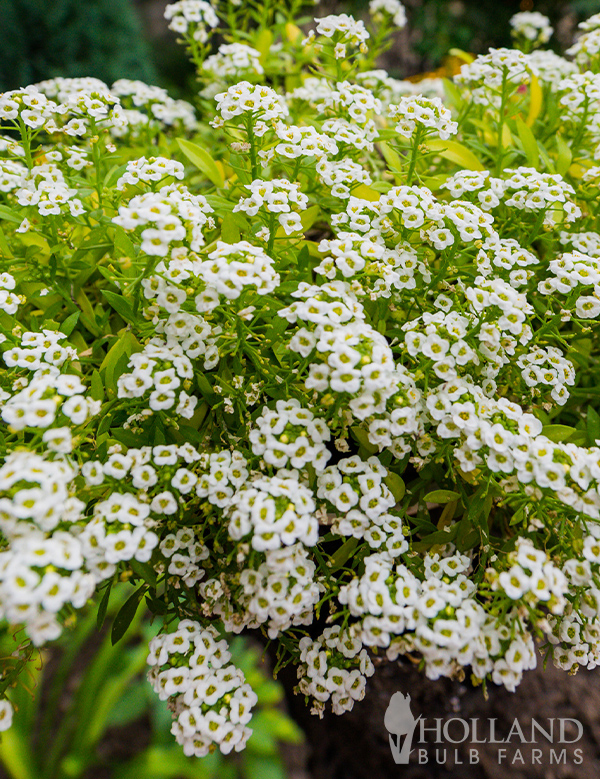Alyssum Seeds