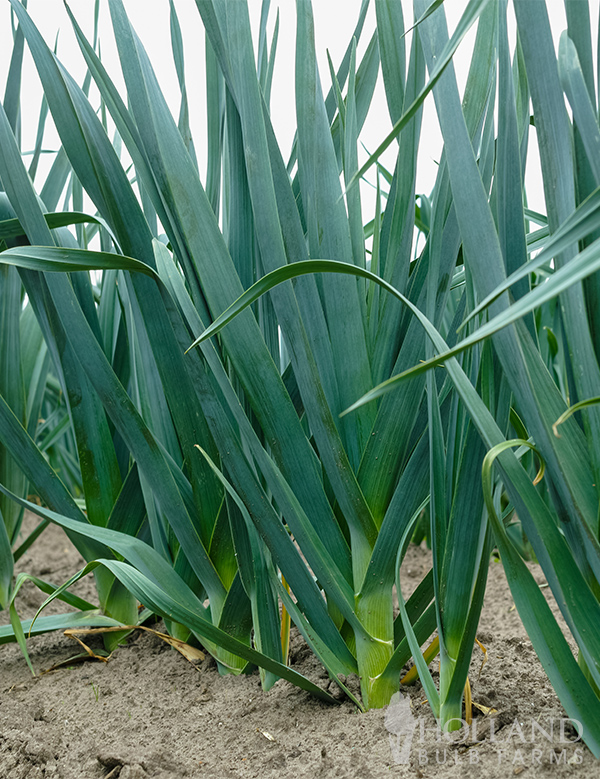 Leek Seeds