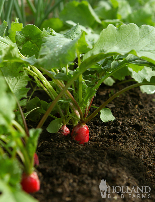 Radish Long Seeds