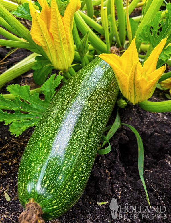 Zucchini Green Seeds