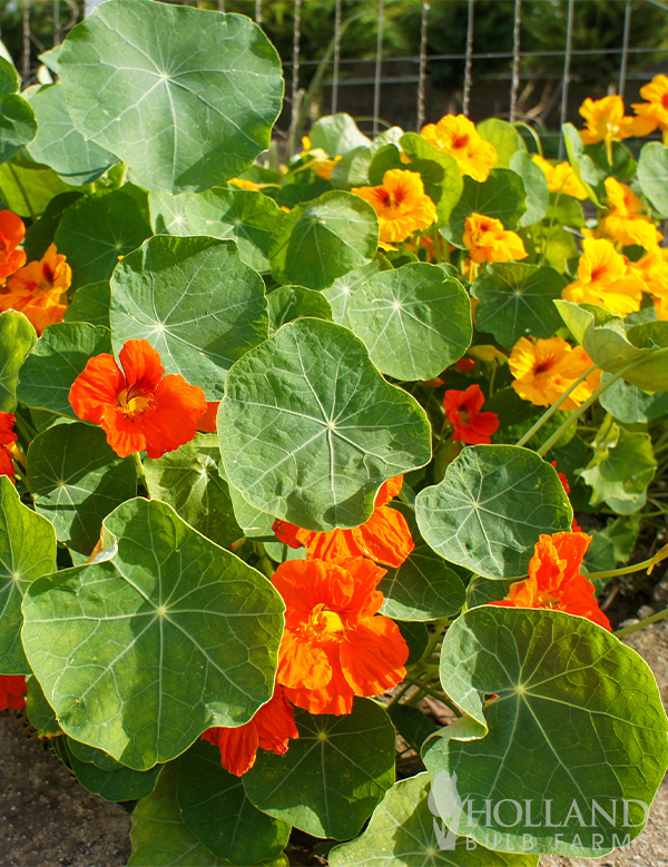 Nasturtium Tip Top Mix Seeds