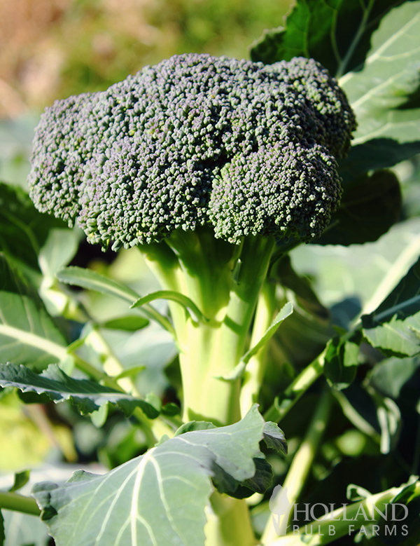 Broccoli Green Seeds