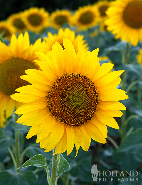 Sunflower Medium Seeds