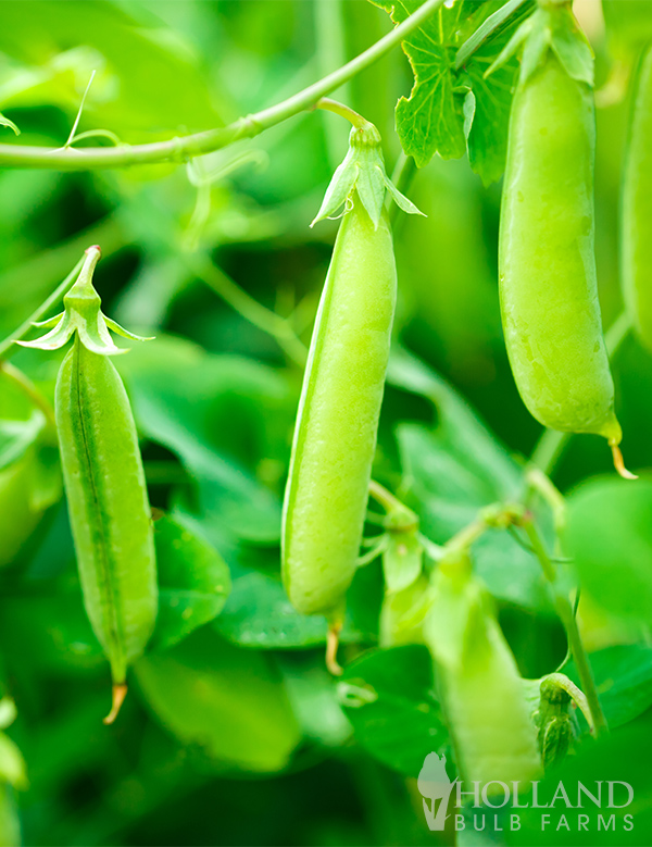 Pea Seeds