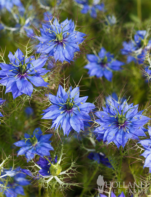 Nigella Blue Seeds