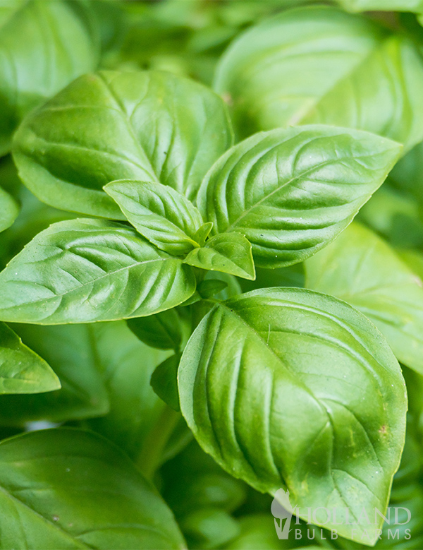 Basil Seeds