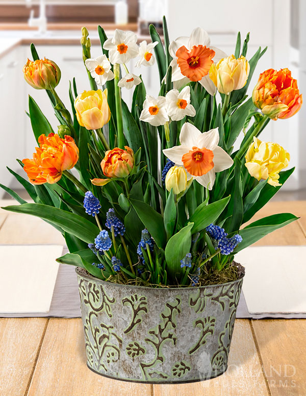 Divine Floral Medley Potted Bulb Garden