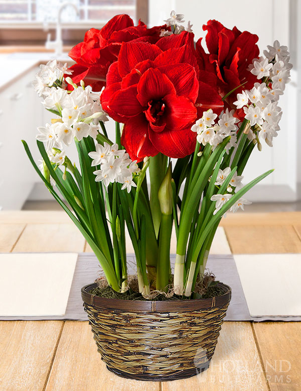 Holiday Spirit Potted Bulb Garden