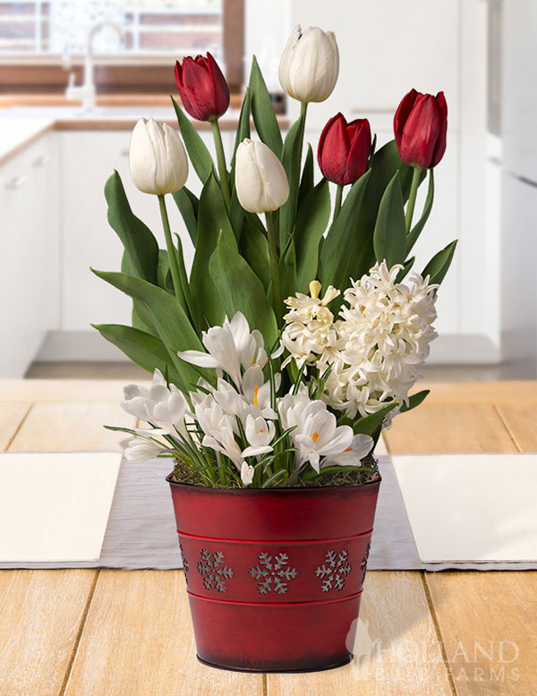 Shimmering Snow Potted Bulb Garden