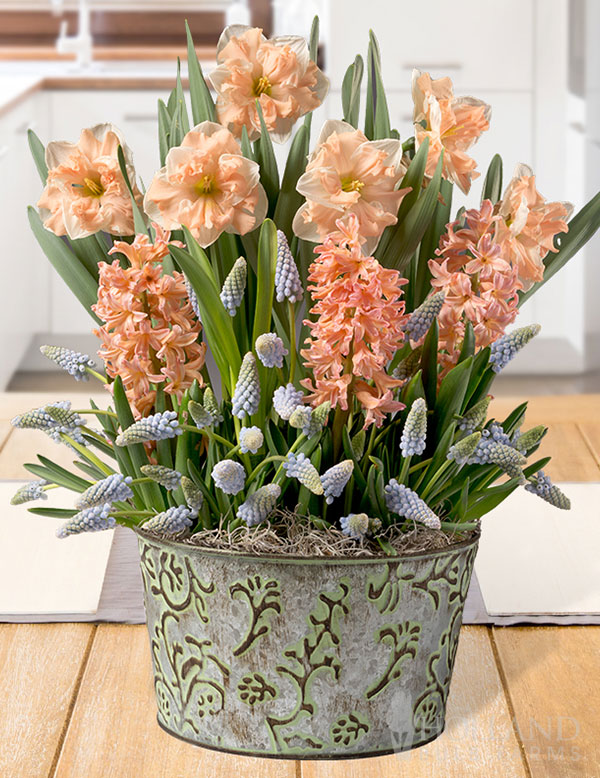Whimsy Magic Potted Bulb Garden